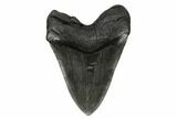 Fossil Megalodon Tooth - South Carollina #180962-2